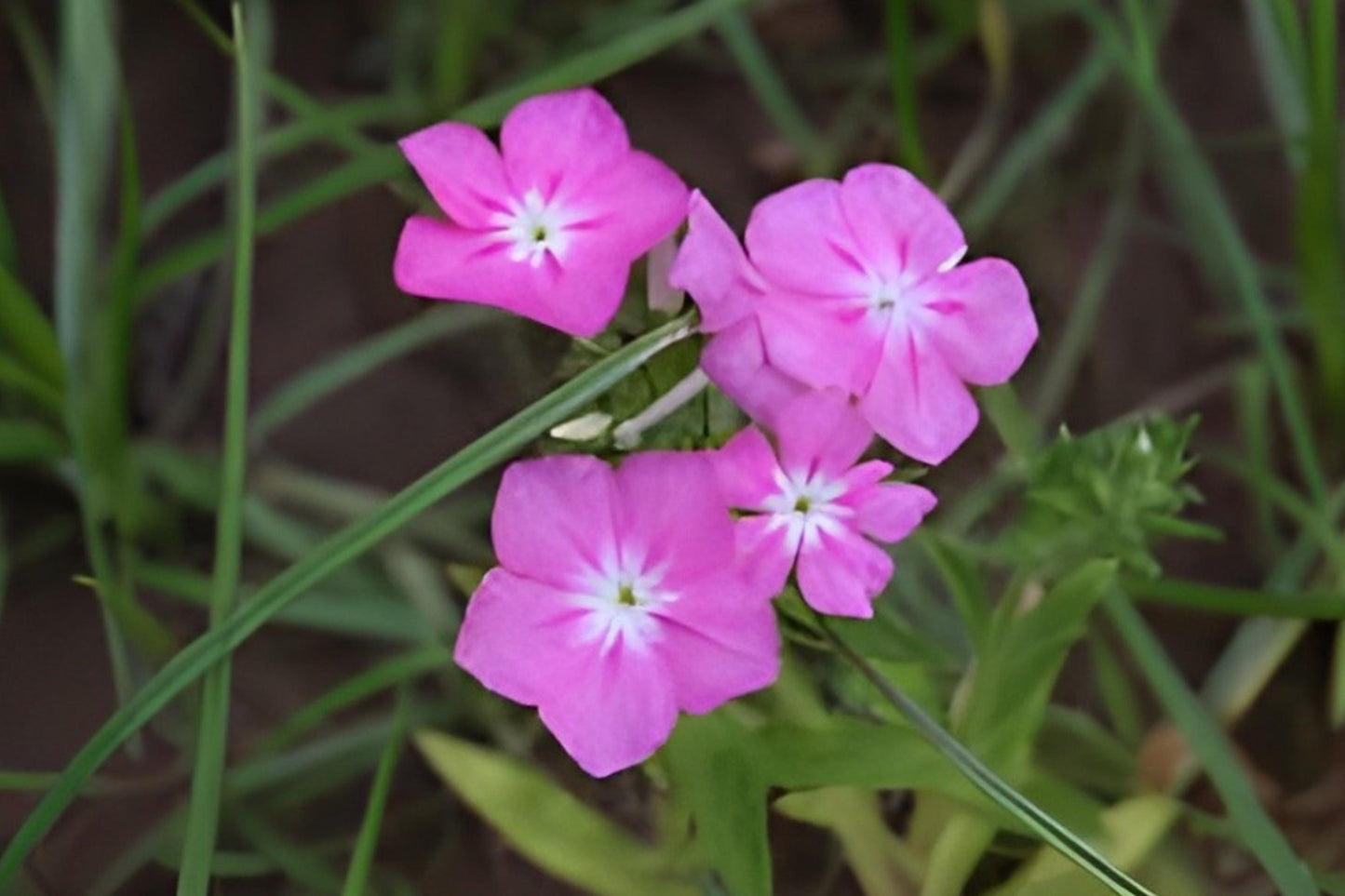 Annual Phlox Seeds - Bright Colorful Clusters, Easy to Grow, Pollinator Friendly, Phlox drummondii, 100 Seeds
