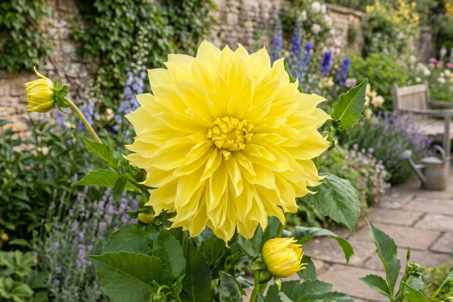 Dinnerplate Dahlia Bulb Clump Cafe au Lait Large Bloom Dahlia pinnata for Garden & Floral Arrangements
