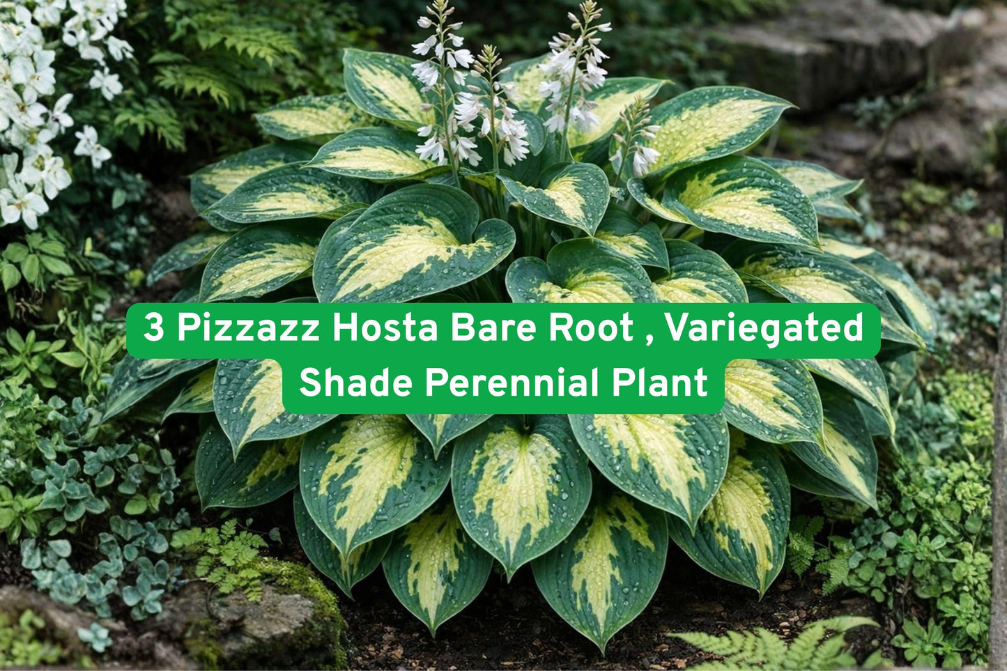 Pizzazz Hosta Bare Root 3 Pack – Variegated Shade Perennial with Lavender Flowers – Hosta spp.