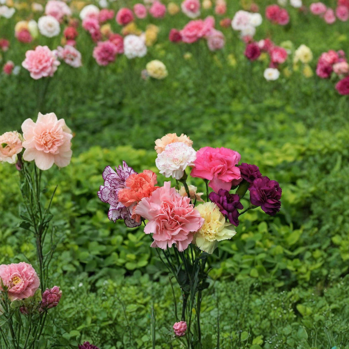 Double Carnation Seeds Mixed Colors for Cut Flowers Dianthus caryophyllus, 600+ Seeds