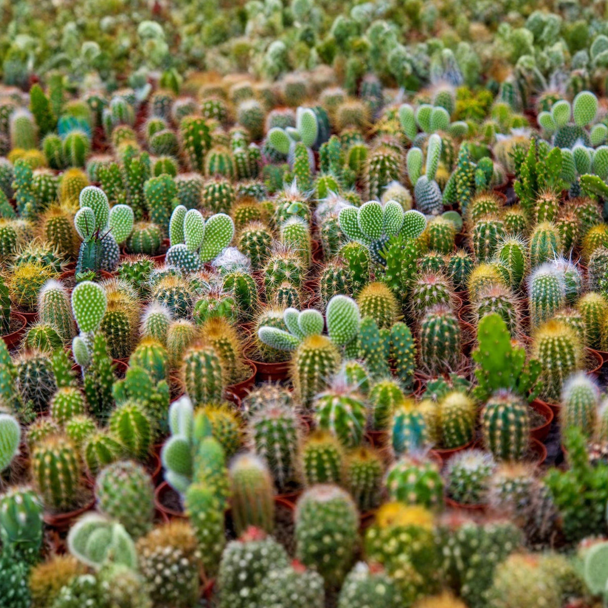 Cactus Seed Mix - 50 Exotic Succulent Varieties for Indoor & Garden - Mixed Species, Low Water, Well-Drained Soil
