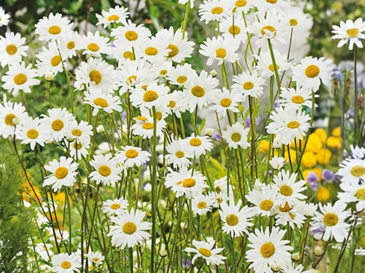 Oxeye Daisy Seeds | Leucanthemum vulgare | White Flowers for Garden Beds & Borders | Perennial Plant Seeds