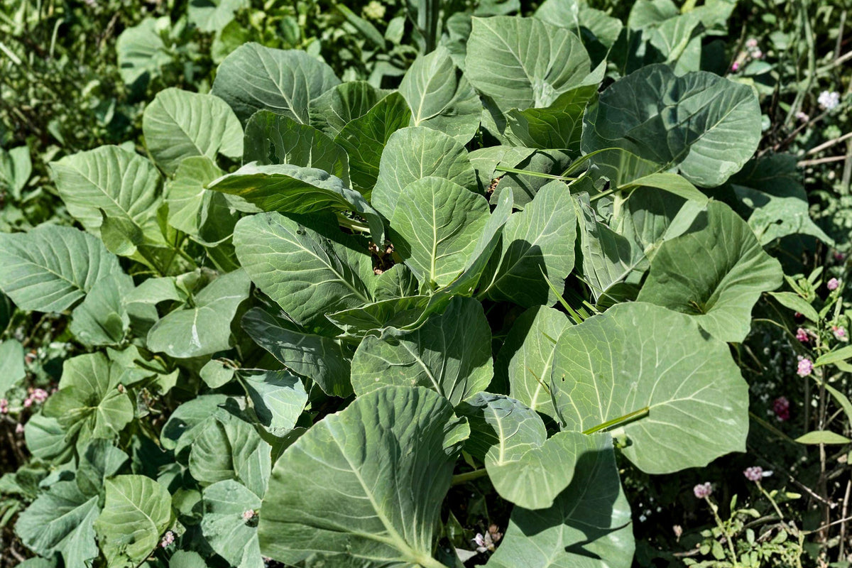 Champion Collard Greens Seeds, Heirloom, Cold Hardy, High Yield Vegetable, Brassica oleracea