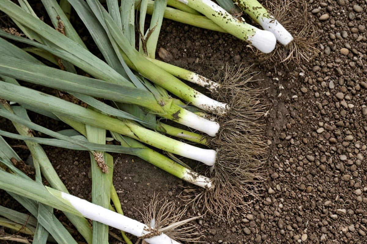 Carentan Leek Seeds – Large Heirloom Variety with Mild Sweet Flavor, Cold Hardy Crop, 250+ Seeds