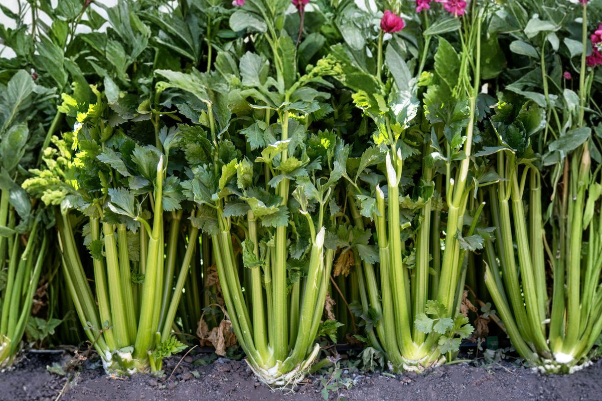 Tendercrisp Celery Seeds - Heirloom Variety for Crisp Stalks, Vegetable Garden Seeds, Apium graveolens