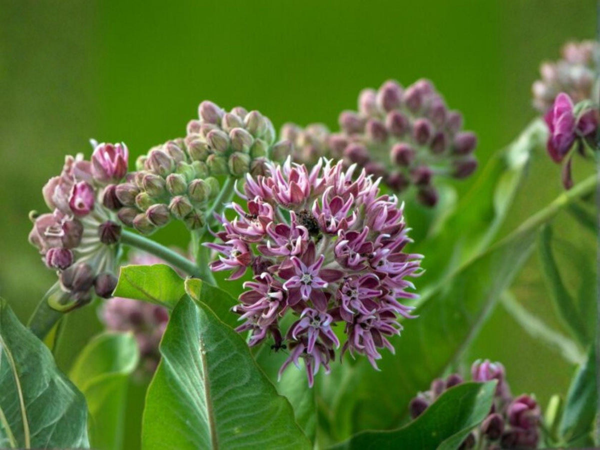 Asclepias syriaca Seeds – Common Milkweed Native Wildflower Pollinator Garden Plant Non-GMO Heirloom