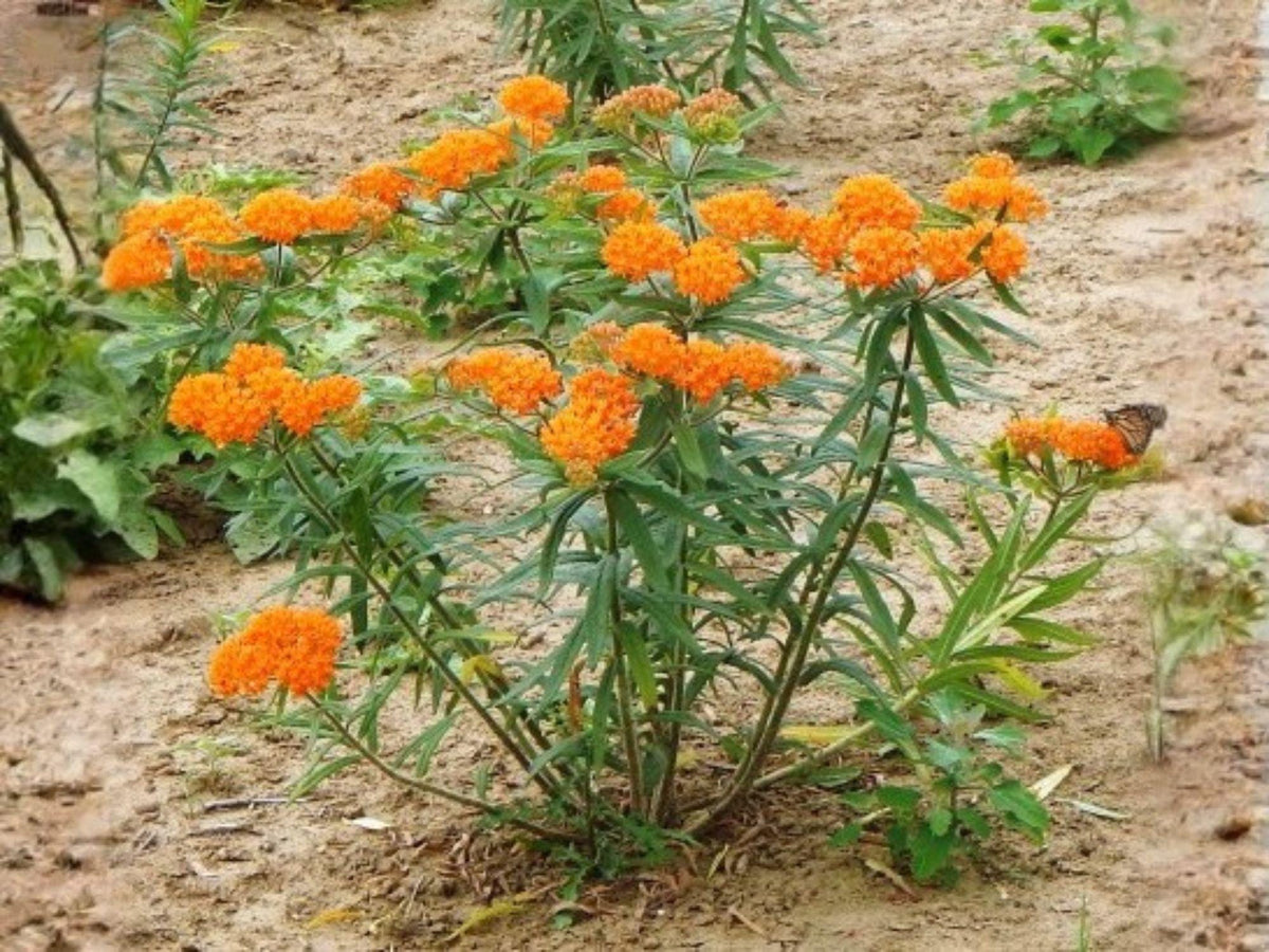 Asclepias tuberosa Butterfly Weed Seeds – Non-GMO Native Wildflower for Pollinator Gardens, Orange Milkweed, Heirloom, Open-Pollinated