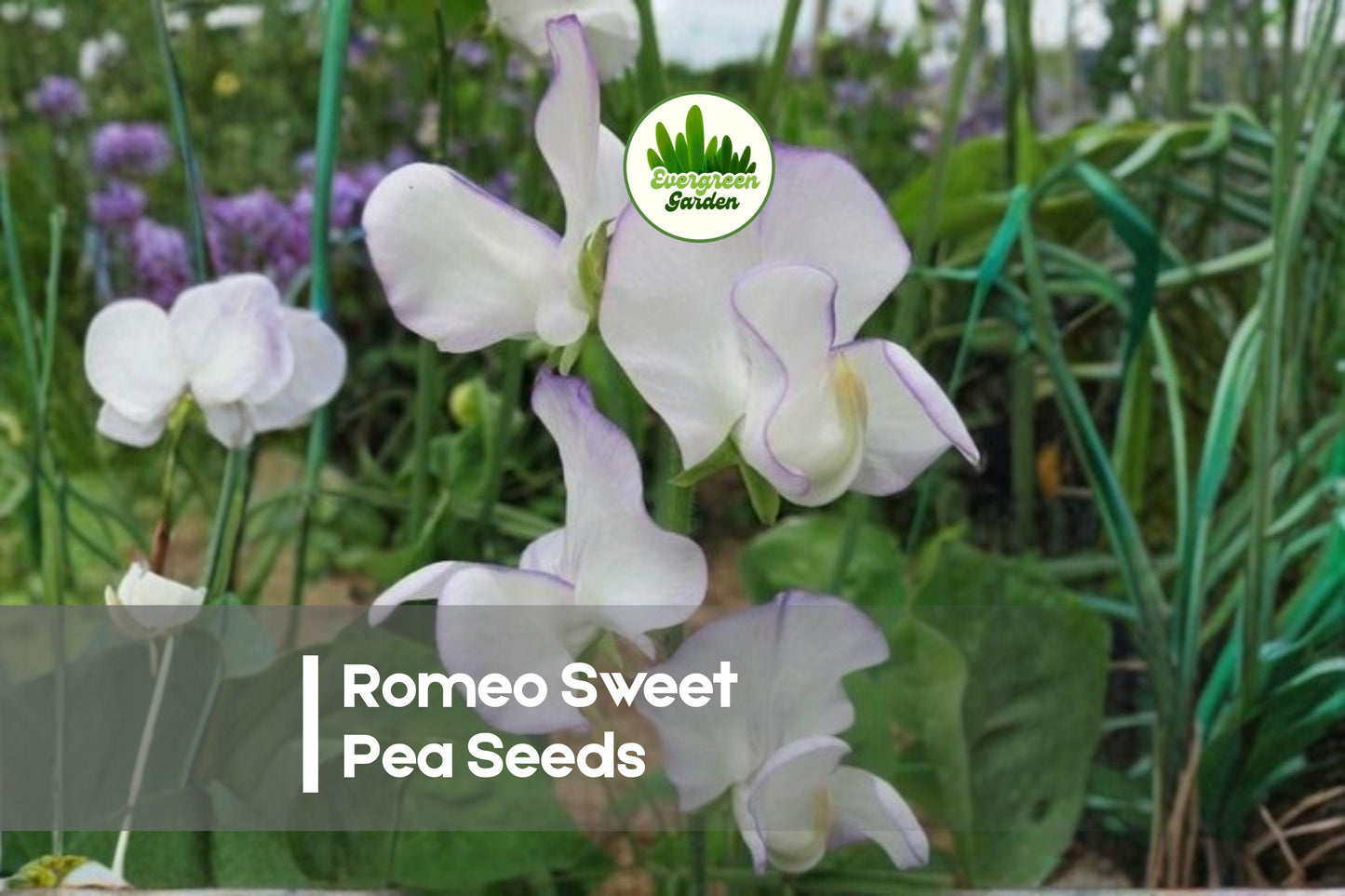 50 Romeo Sweet Pea Seeds, Climbing Flower, Deep Red, Fragrant, Lathyrus odoratus, Cottage Garden, Vertical Garden