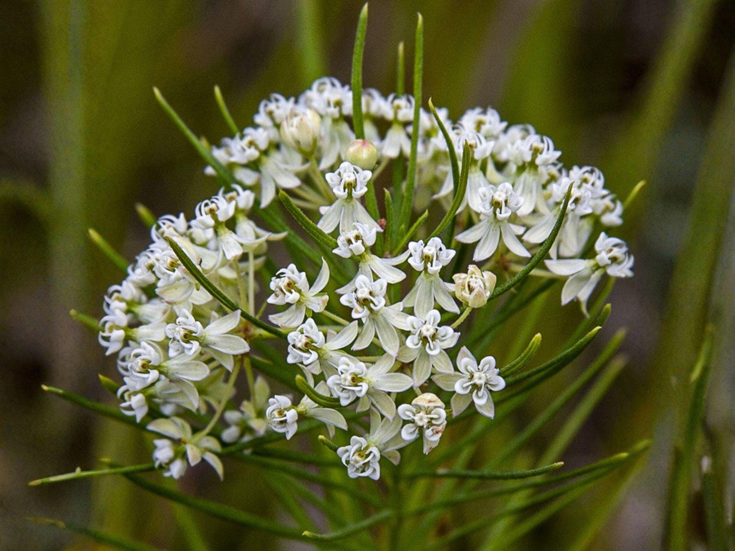 Asclepias verticillata Seeds – Whorled Milkweed Native Wildflower Non-GMO Pollinator Garden Plant