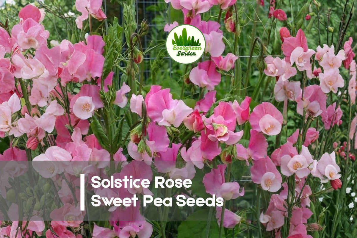 Solstice Rose Sweet Pea Seeds, Rose Pink, Climbing Annual Flower, Lathyrus odoratus, Fragrant Garden Vine, 50 Seeds