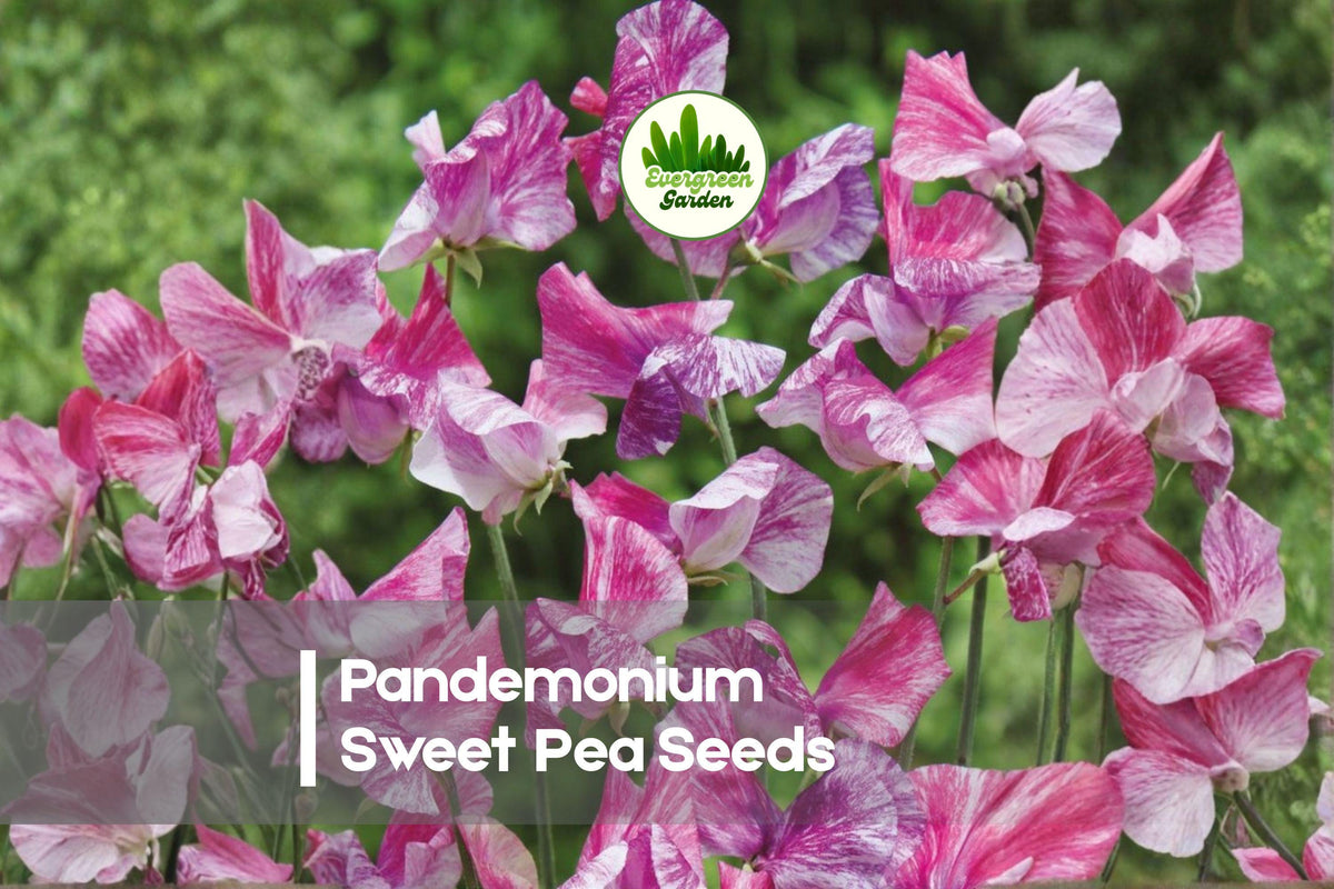 50 Pandemonium Sweet Pea Seeds, Fragrant Climbing Flowers, Ruffled Petals, Lathyrus odoratus, Cottage Garden, Pollinator-Friendly