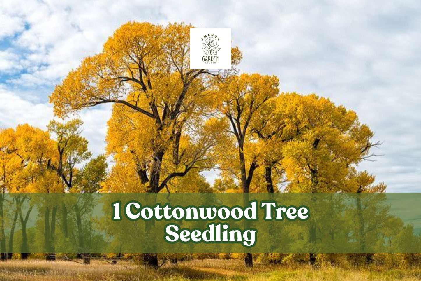 Cottonwood Tree Seedling | Live Populus deltoides | Fast-Growing Shade Tree for Landscaping