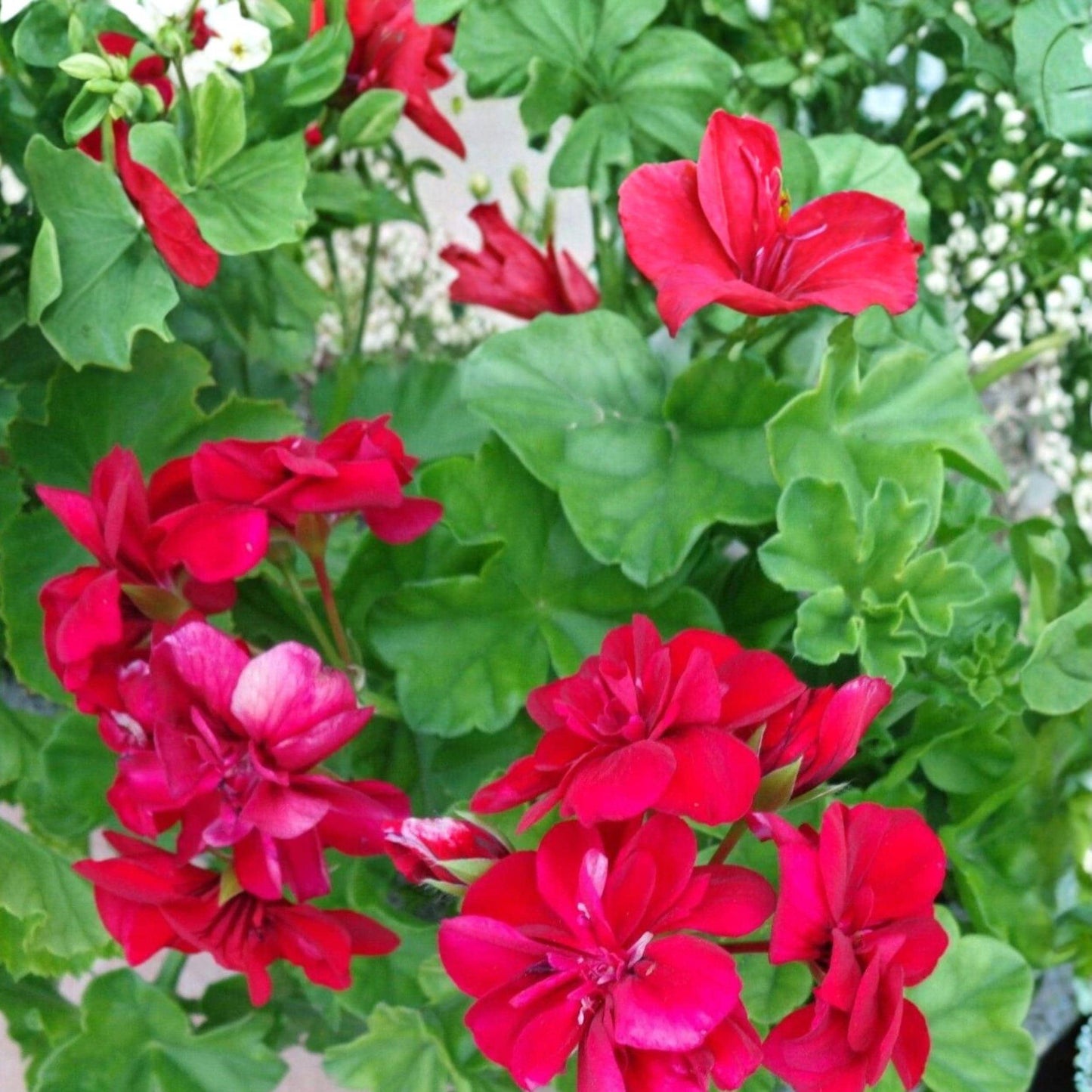 Pelargonium peltatum Rose Red Ivy Geranium Unrooted Cuttings - Trailing Flower for Hanging Baskets & Containers