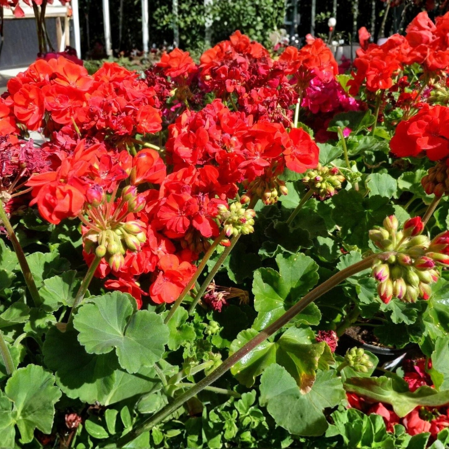 Pelargonium hortorum Bright Red Geranium Unrooted Cuttings – 6 Live Propagation Starter Plants for Containers & Garden