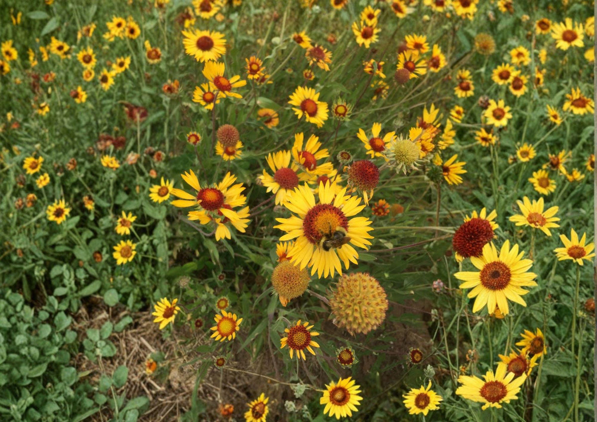 Yellow Gaillardia Seeds, Perennial Wildflower, Drought Tolerant, Pollinator Garden, Gaillardia aristata, Heirloom Non-GMO