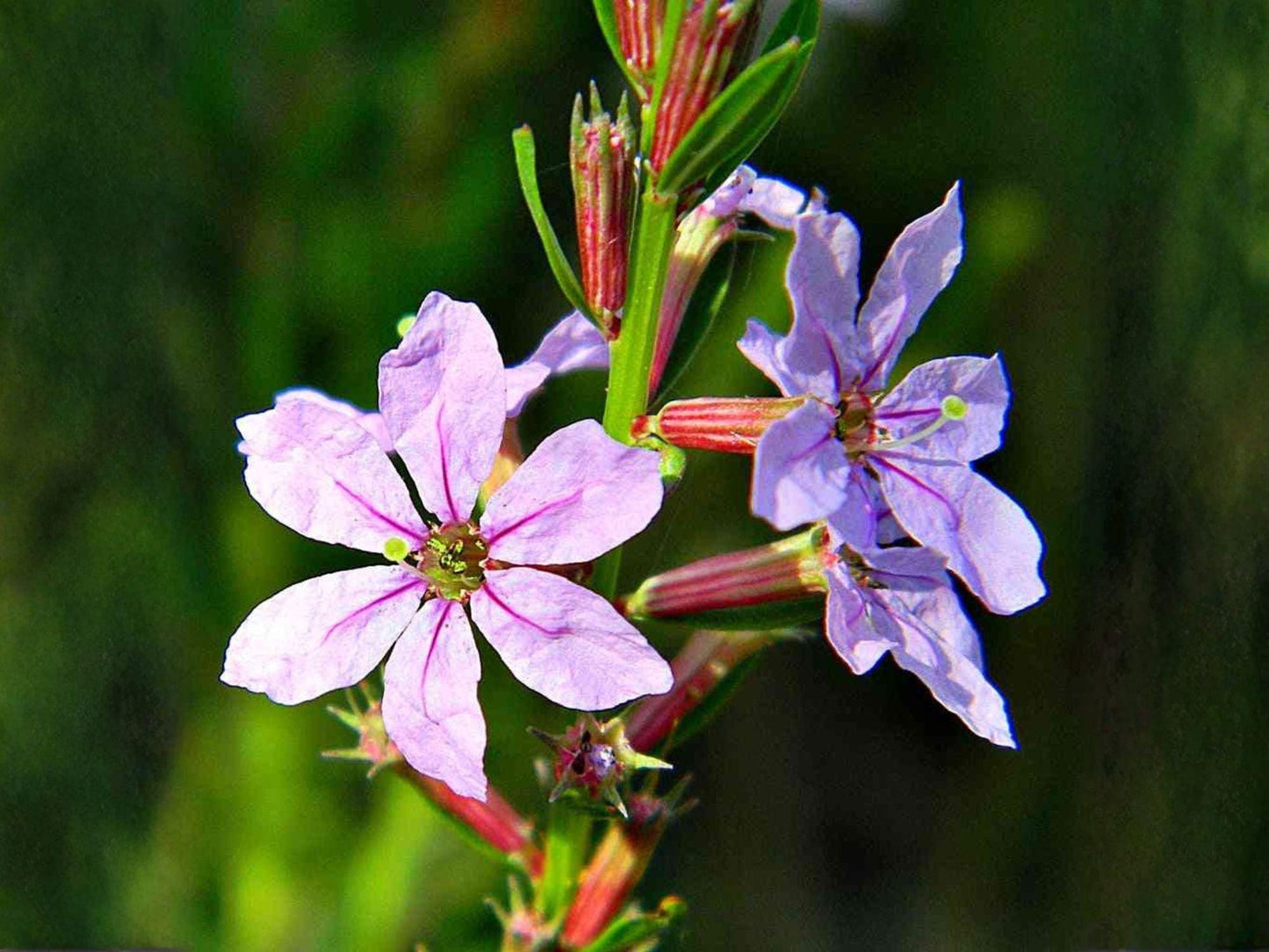 Winged Loosestrife Seeds – Heirloom Non-GMO Native Wildflower for Pollinator Gardens – Lythrum alatum, Pink to Lavender Blooms