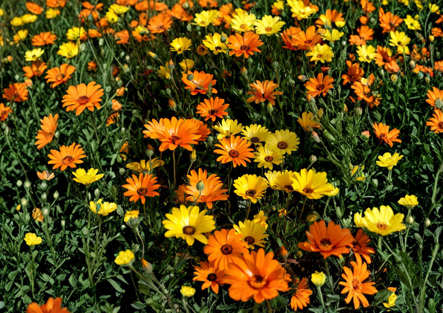 50 African Daisy Seeds, Dimorphotheca Sinuata, Bright Colorful Blooms, Heirloom Non-GMO Annual Flower for Garden Beds & Containers
