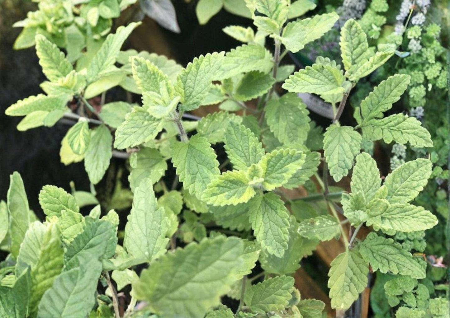 Catnip Seeds, Heirloom Non-GMO, Perennial Herb, Nepeta cataria, Pet-Friendly, Medicinal, Pollinator-Friendly, Garden Seeds