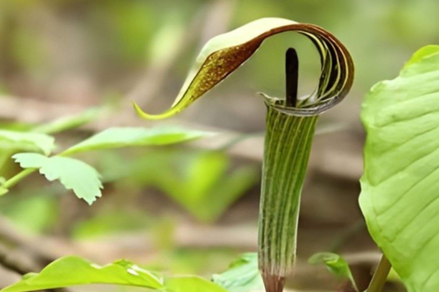 Jack-in-the-Pulpit Seeds | Rare Woodland Native Plant | Arisaema triphyllum | Shade Garden, Forest Setting