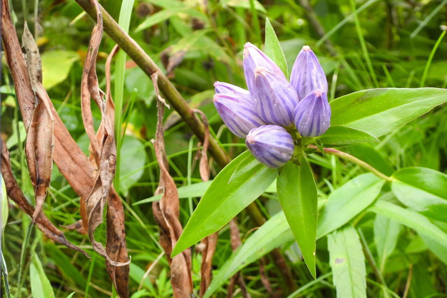 Bottle Gentian Seeds (Gentiana andrewsii) – Native Blue Wildflower for Pollinator Gardens and Woodland Edges