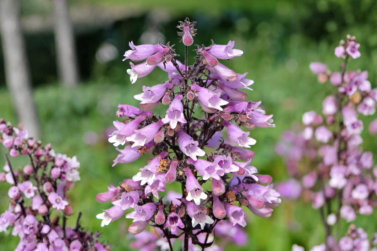 Calico Beardtongue Seeds (Penstemon calycosus) – Native Wildflower for Pollinators, Drought Tolerant, Easy to Grow, Naturalized Gardens