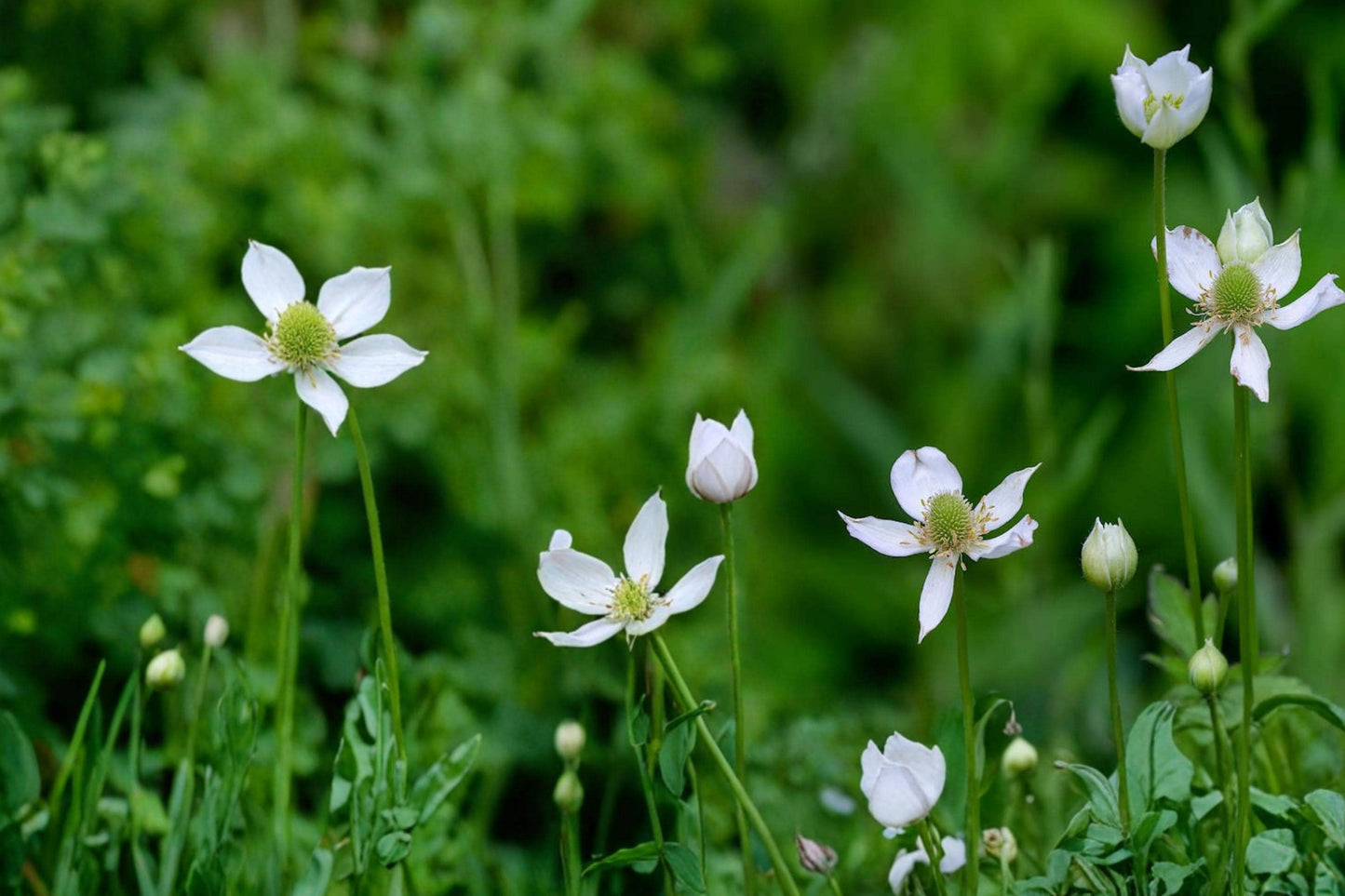 Tall Thimbleweed Seeds – Anemone virginiana Herbaceous Perennial with White Flowers and Seed Heads, Prairie and Woodland Plant
