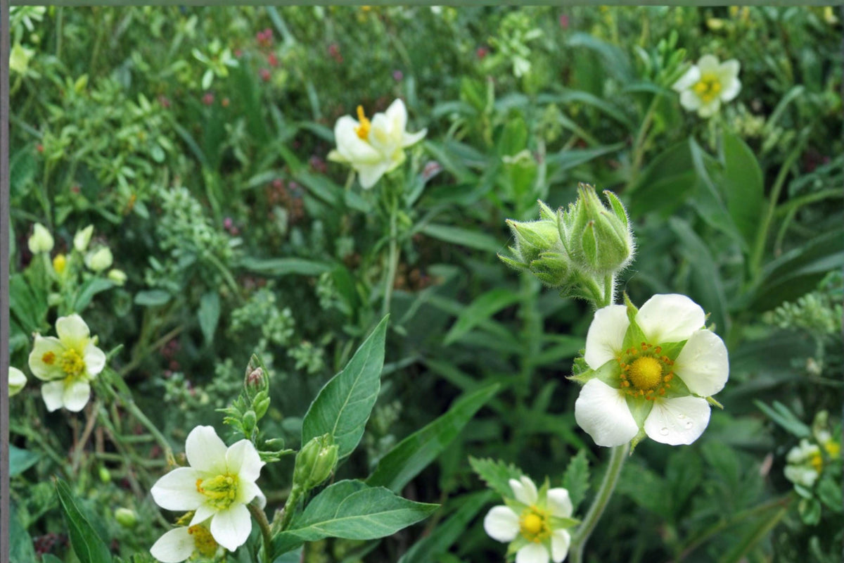 Prairie Cinquefoil Seeds – Drymocallis arguta Herbaceous Perennial with White Flowers, Drought Tolerant, Native Prairie Plant Seed