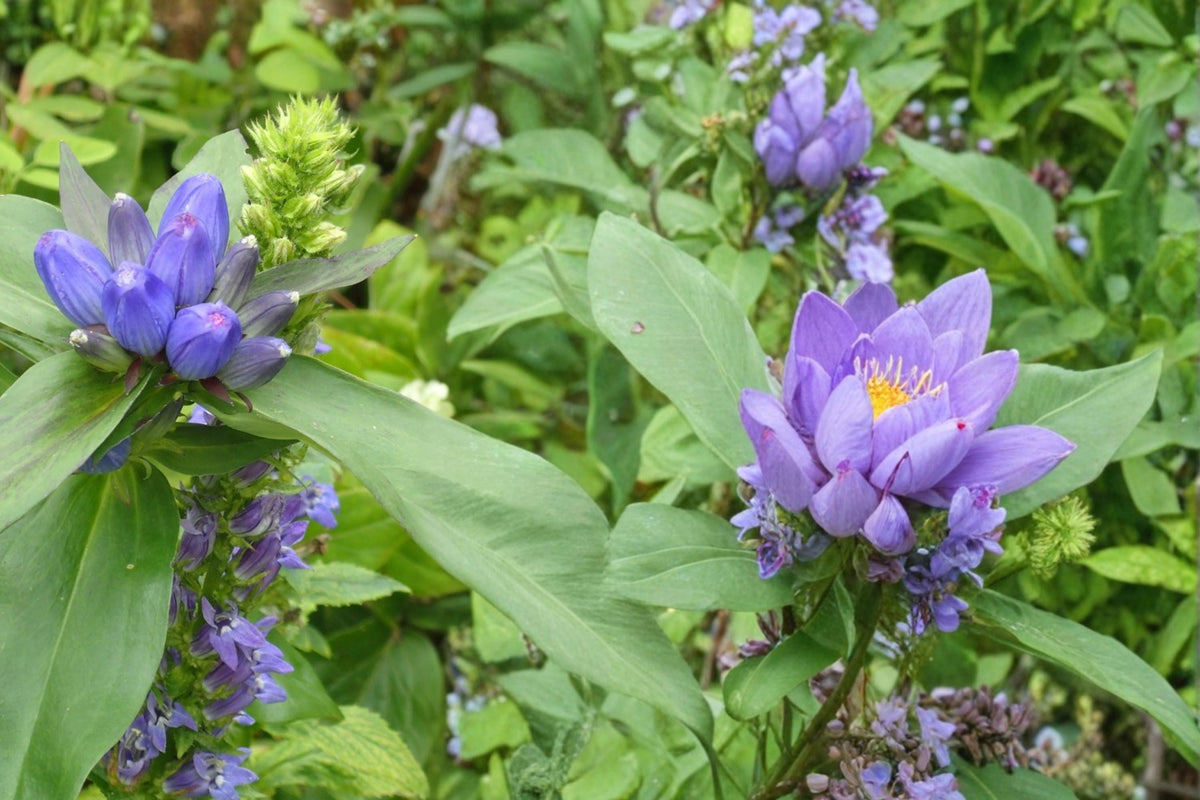 Great Blue Lobelia Seeds – Lobelia siphilitica, Native Perennial with Bright Blue Flowers for Wetlands & Borders