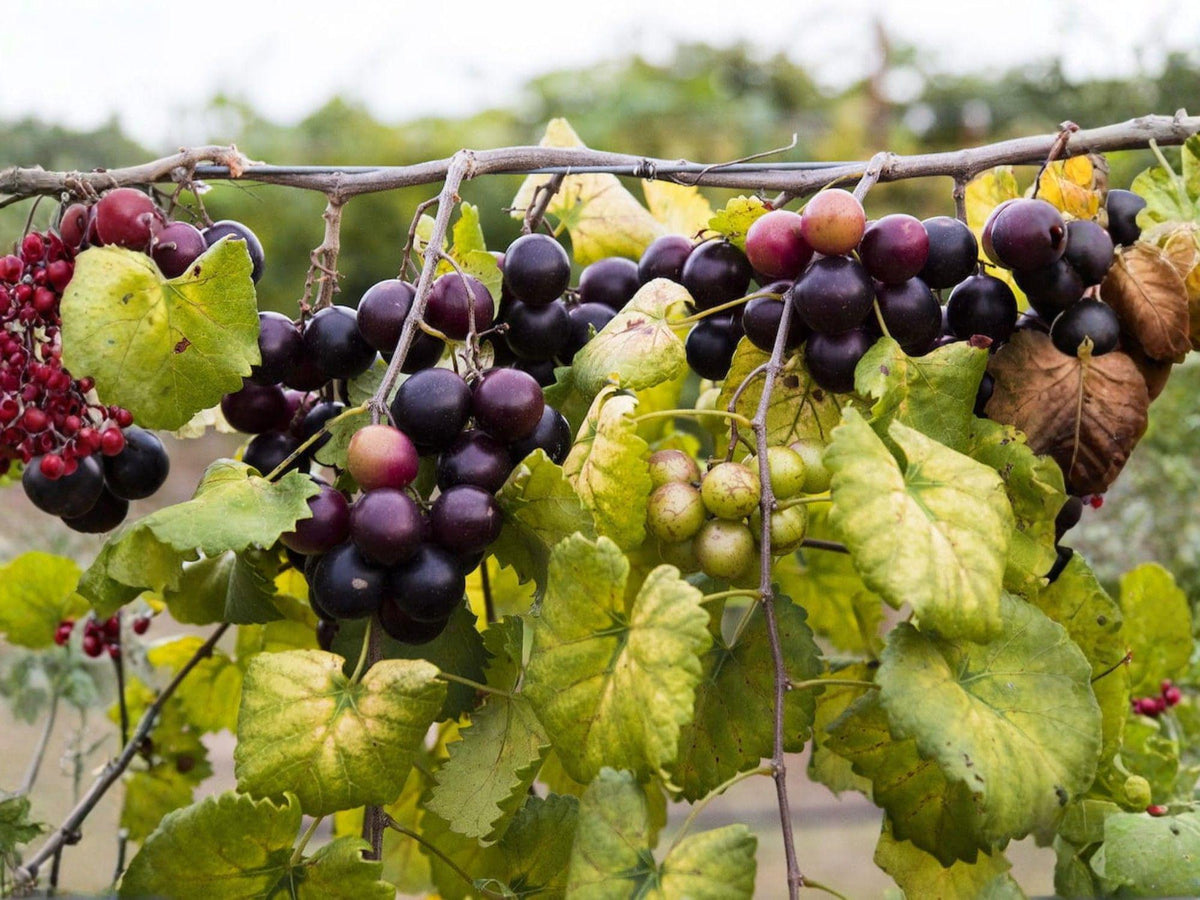 Muscadine Grape Live Plants – Bare Root Climbing Fruit Vines – Vitis rotundifolia – Edible Backyard Garden Plants