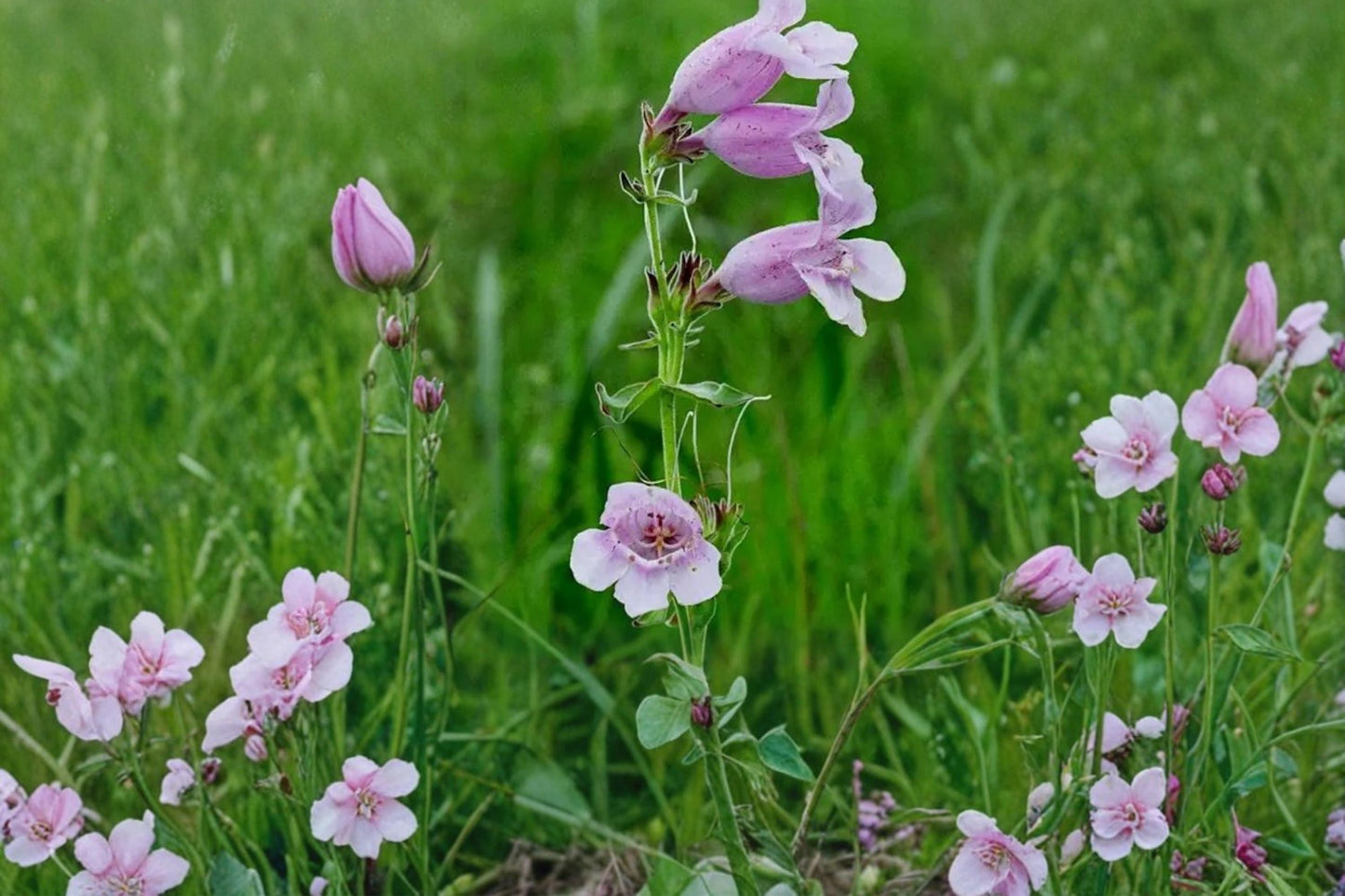 Showy Beardtongue Seeds – Penstemon cobaea Herbaceous Perennial with Pale Pink to Lavender Flowers, Native Prairie Plant