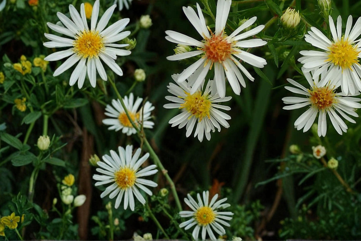 Panicled Aster Seeds 100 Pack – Symphyotrichum lanceolatum Native Perennial with White Flower Clusters for Wildflower Gardens