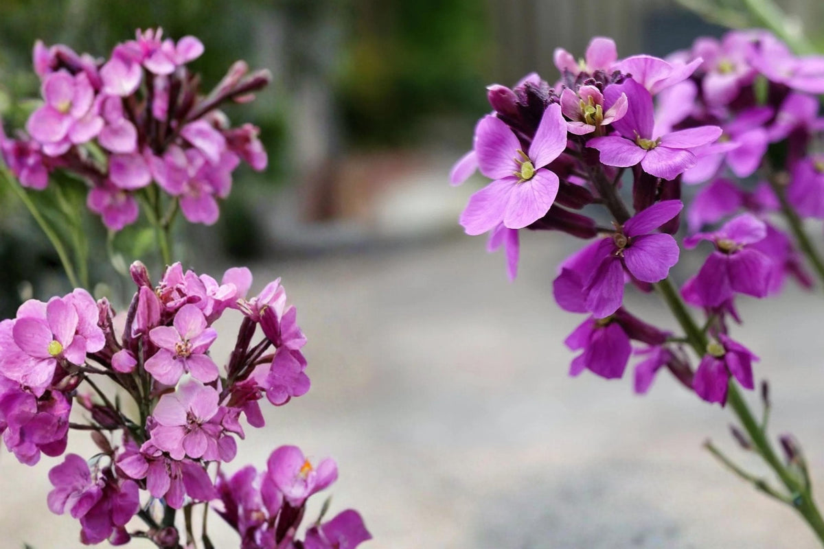 Evening Scented Stock Seeds – Matthiola longipetala, Purple to Pink, Herbaceous Annual for Borders & Containers, 100 Seeds