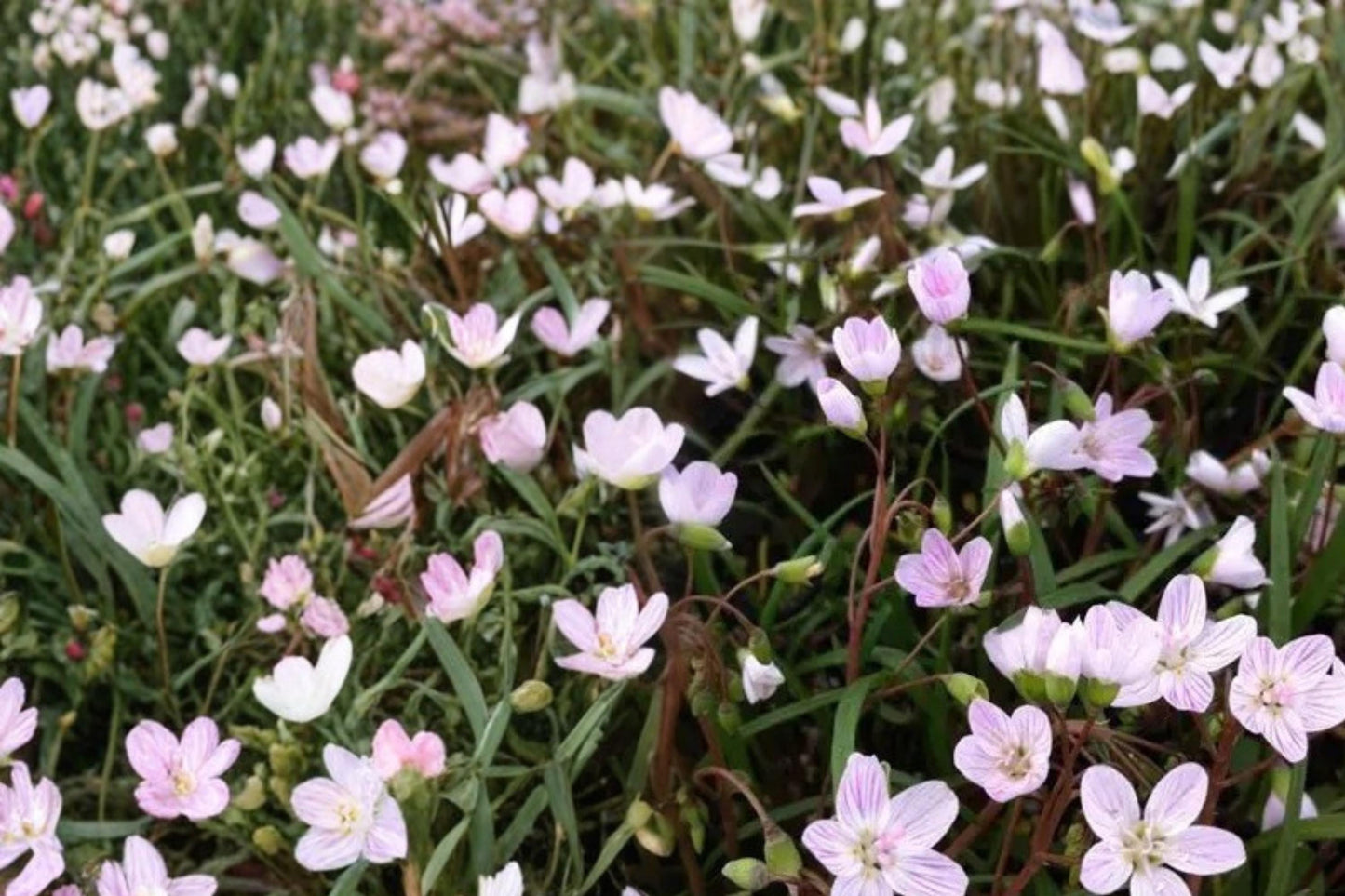 Spring Beauty Seeds – Claytonia virginica, Native Perennial with White to Pale Pink Flowers, Woodland and Shade Garden Plant