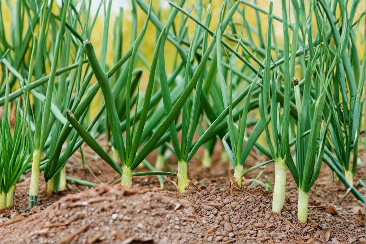 Tokyo Long White Bunching Onion Seeds, Heirloom Scallion, Mild Flavor, Easy Grow, Allium fistulosum