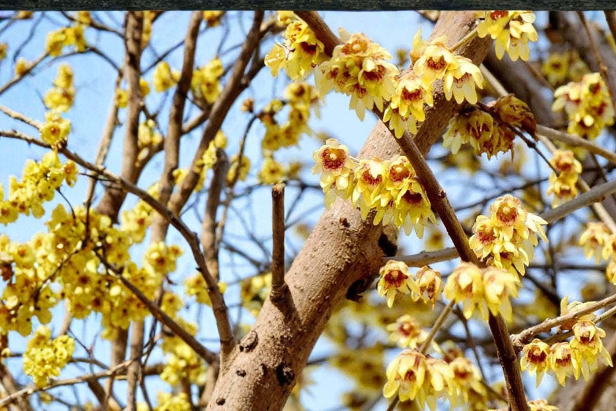 Fragrant Wintersweet Seeds – Chimonanthus praecox – Yellow Waxy Flowers – Deciduous Shrub for Garden Borders and Landscaping