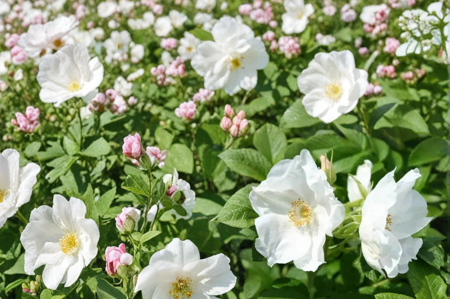 White Rugosa Rose Seeds – Rosa rugosa alba, Fragrant White Flowers, Ornamental Shrub, Hardy Deciduous Plant, Coastal and Landscape Garden