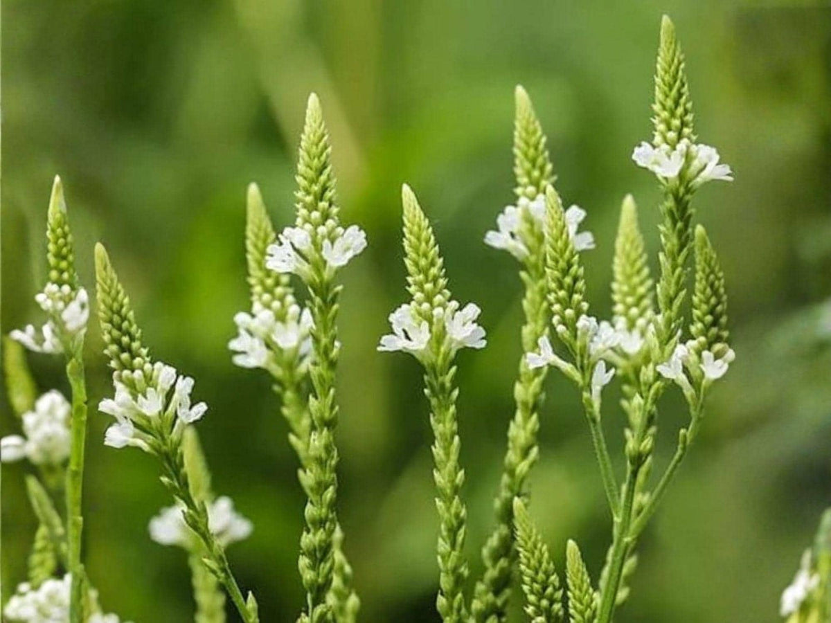 White Vervain Seeds – Heirloom Non-GMO Native Wildflower Planting – Verbena urticifolia