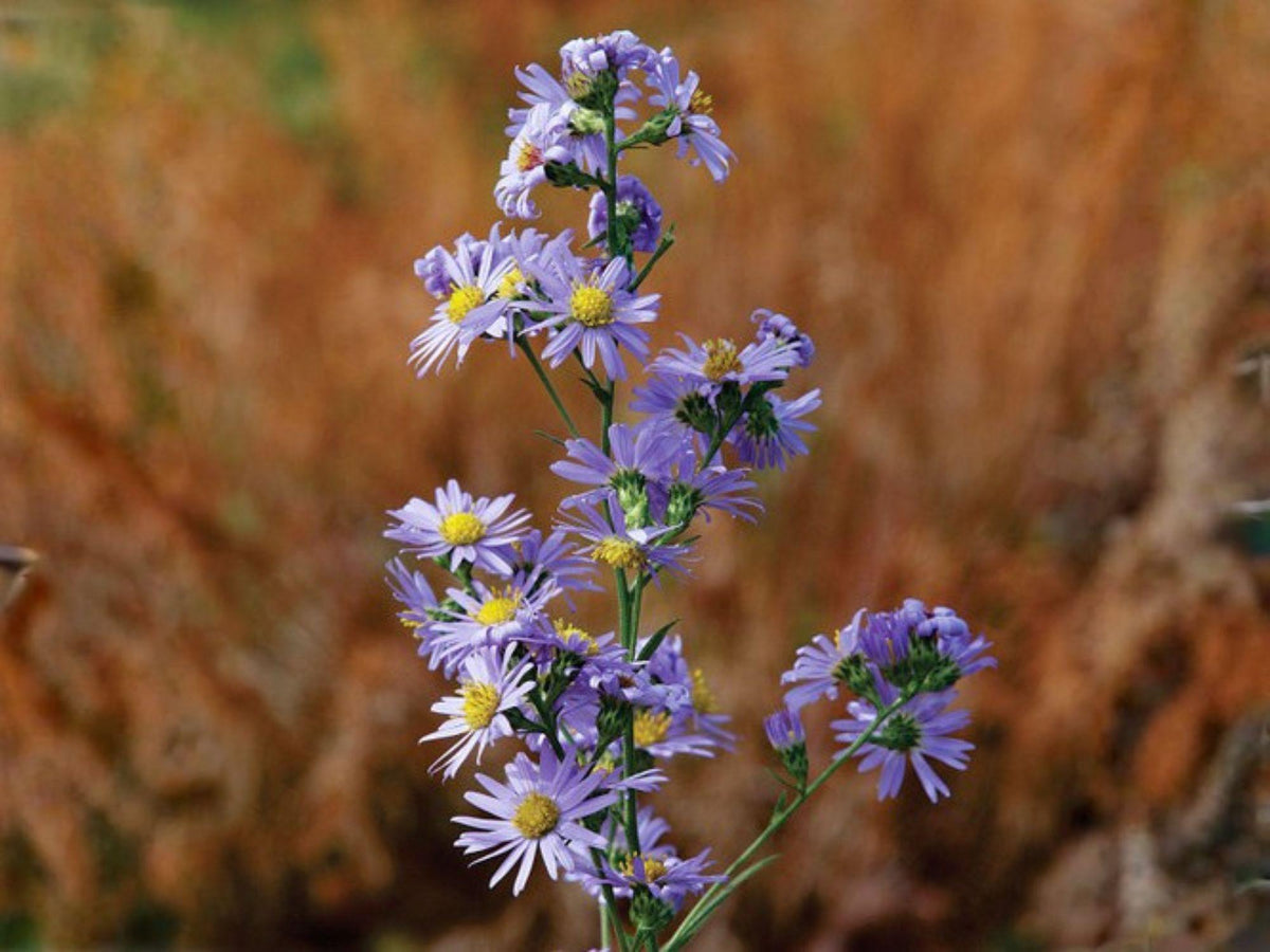 Symphyotrichum oolentangiense Sky Blue Aster Seeds – Native Wildflower, Heirloom, Non-GMO Pollinator Garden Flower