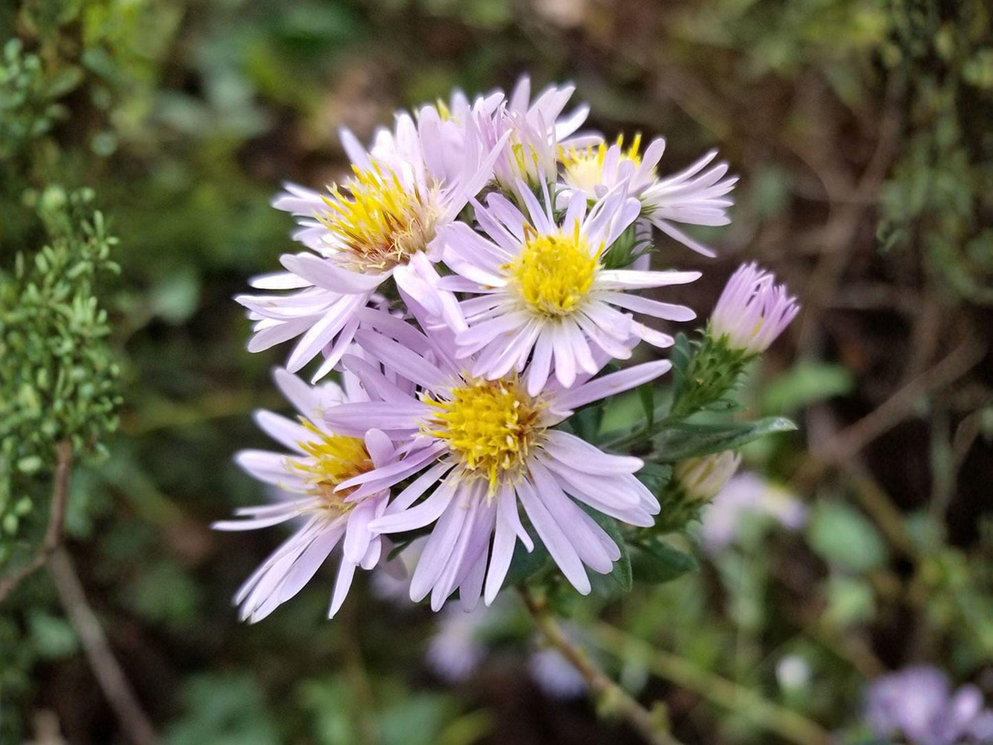 Symphyotrichum praealtum Willow Aster Seeds – Native Purple Wildflower for Pollinator Gardens, Heirloom, Non-GMO, Open-Pollinated