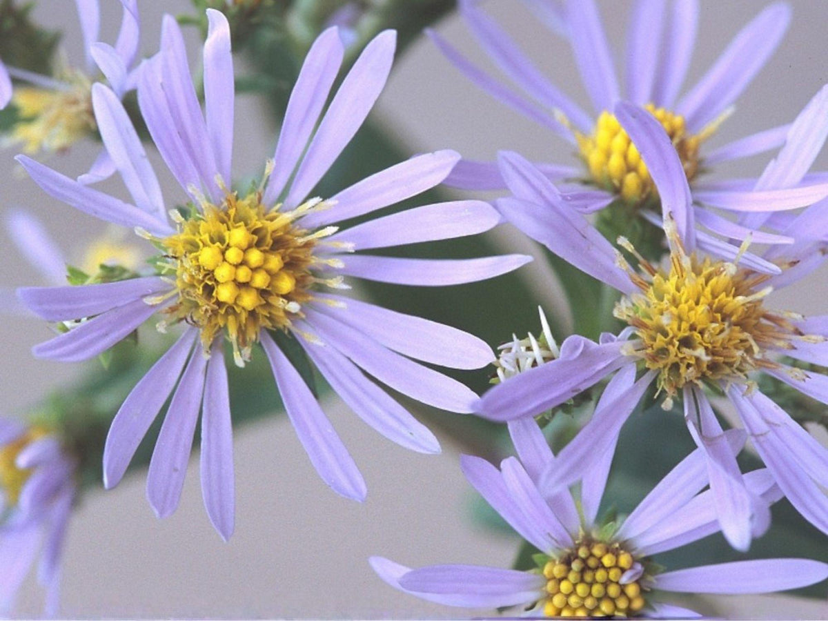 Symphyotrichum prenanthoides Seeds – Crooked Stemmed Aster Native Blue Pollinator Perennial Flower, Heirloom, Non-GMO