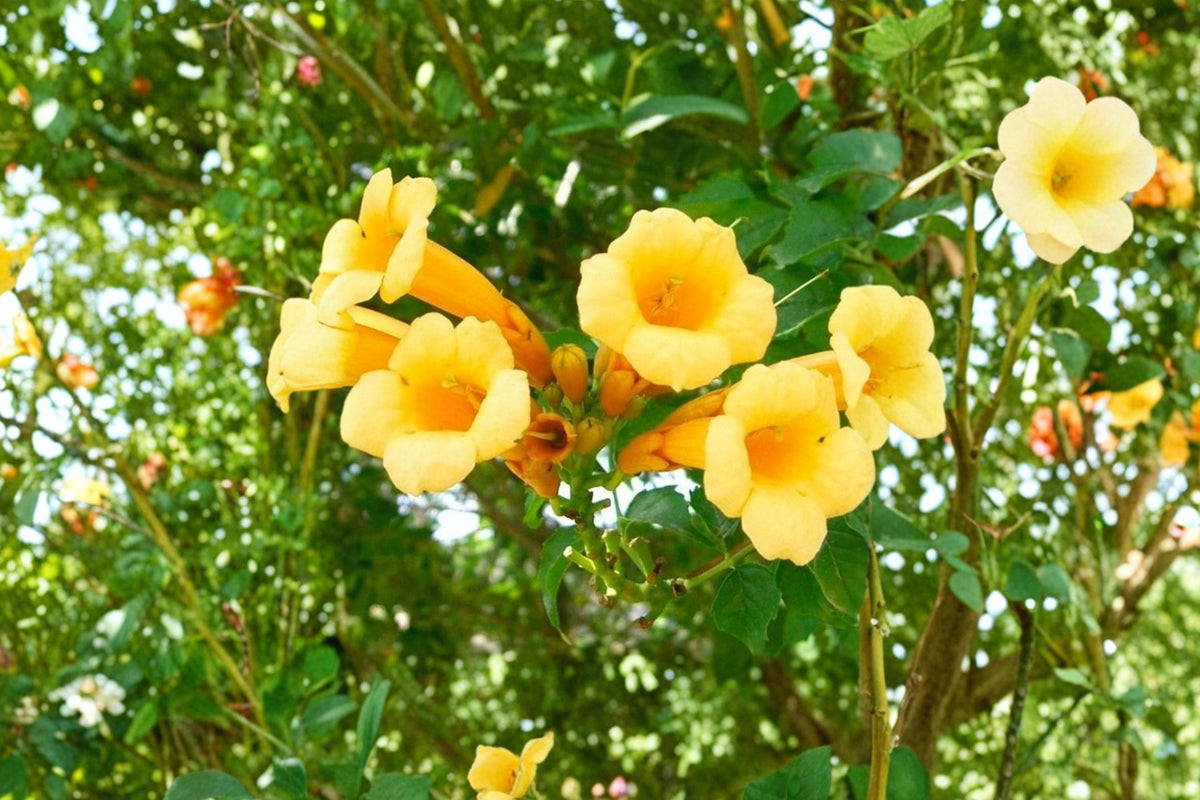 Yellow Trumpet Vine Seeds – Campsis radicans 'Flava' Woody Perennial Climbing Vine with Bright Yellow Tubular Flowers