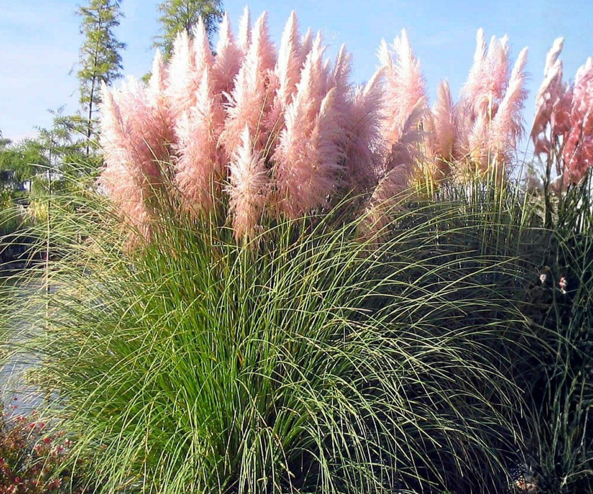 Pink Pampas Grass Live Plugs – Ornamental Perennial with Pink Feathery Plumes – Cortaderia Selloana for Garden Landscaping