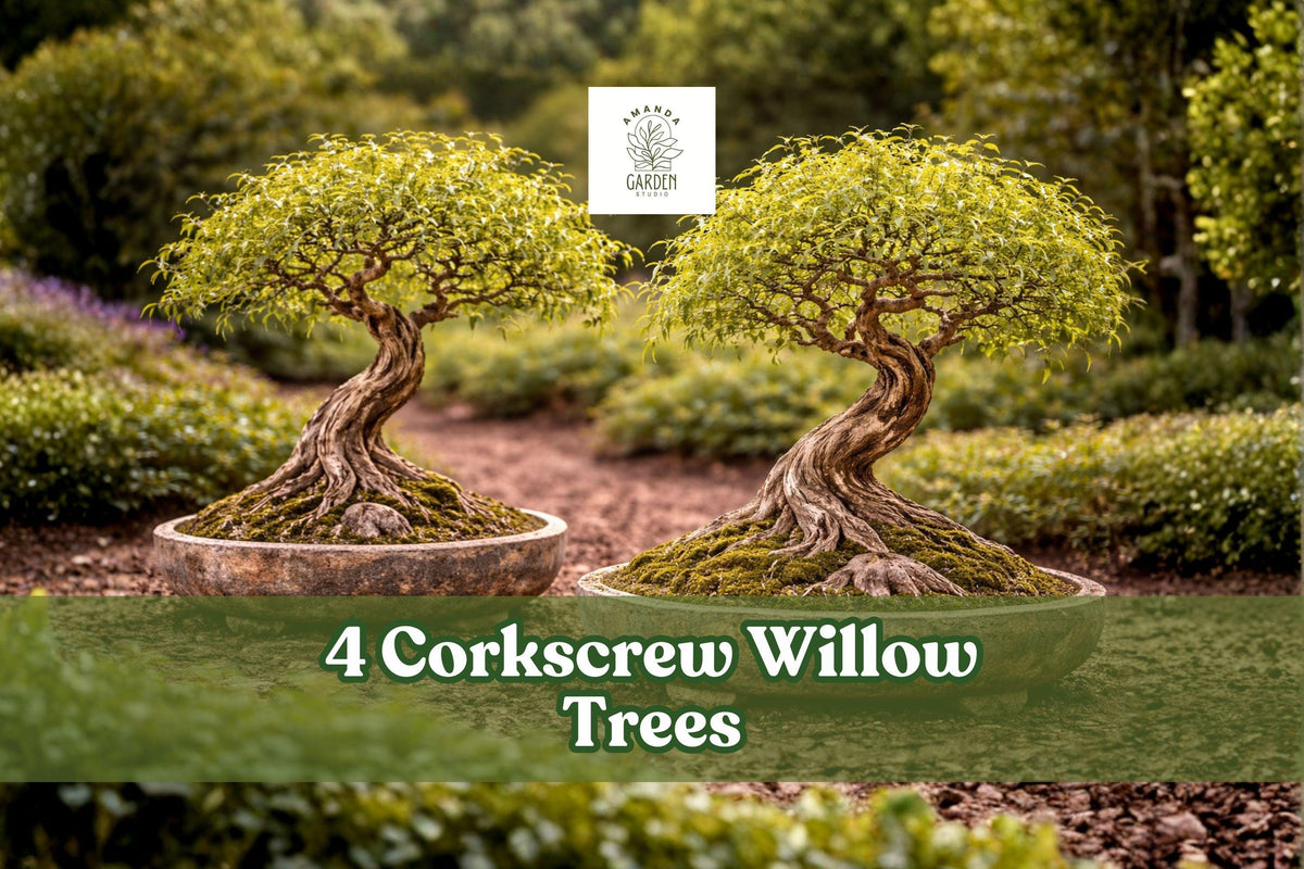 Corkscrew Willow Trees Live Plants – Salix matsudana, Twisted Branches, Ornamental, Fast-Growing, Landscaping, Bonsai