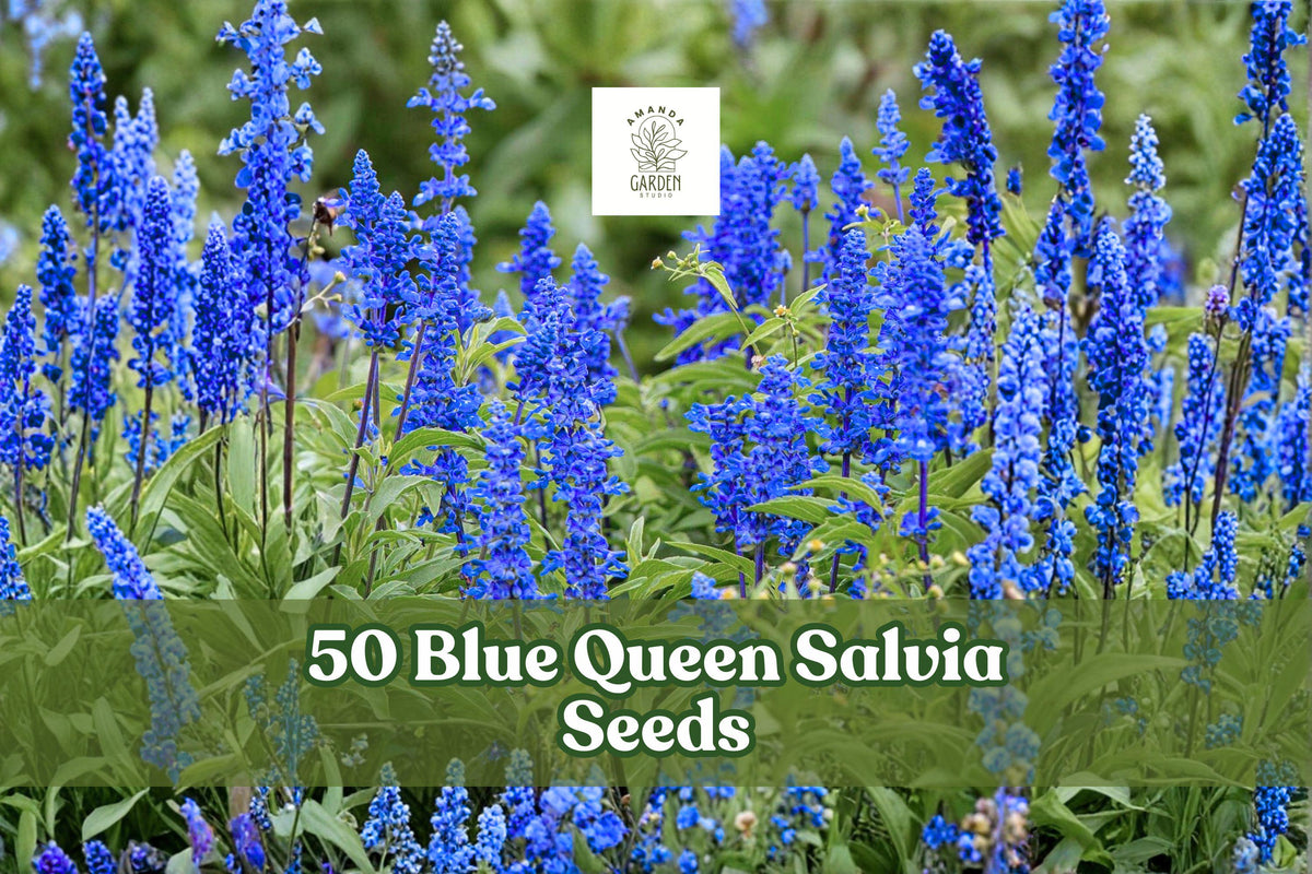 Blue Queen Salvia Seeds – Salvia nemorosa Perennial Flower, Blue, Compact, Pollinator-Friendly, 50 Seeds