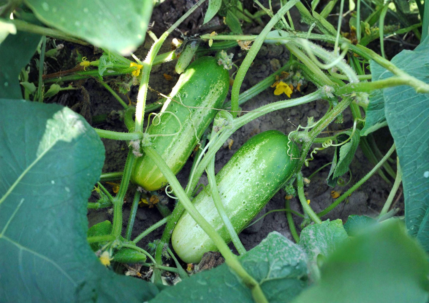 Boston Pickling Cucumber Seeds Non-GMO Heirloom Vegetable Seeds for Home Garden, Crisp Cucumbers for Pickling and Salads
