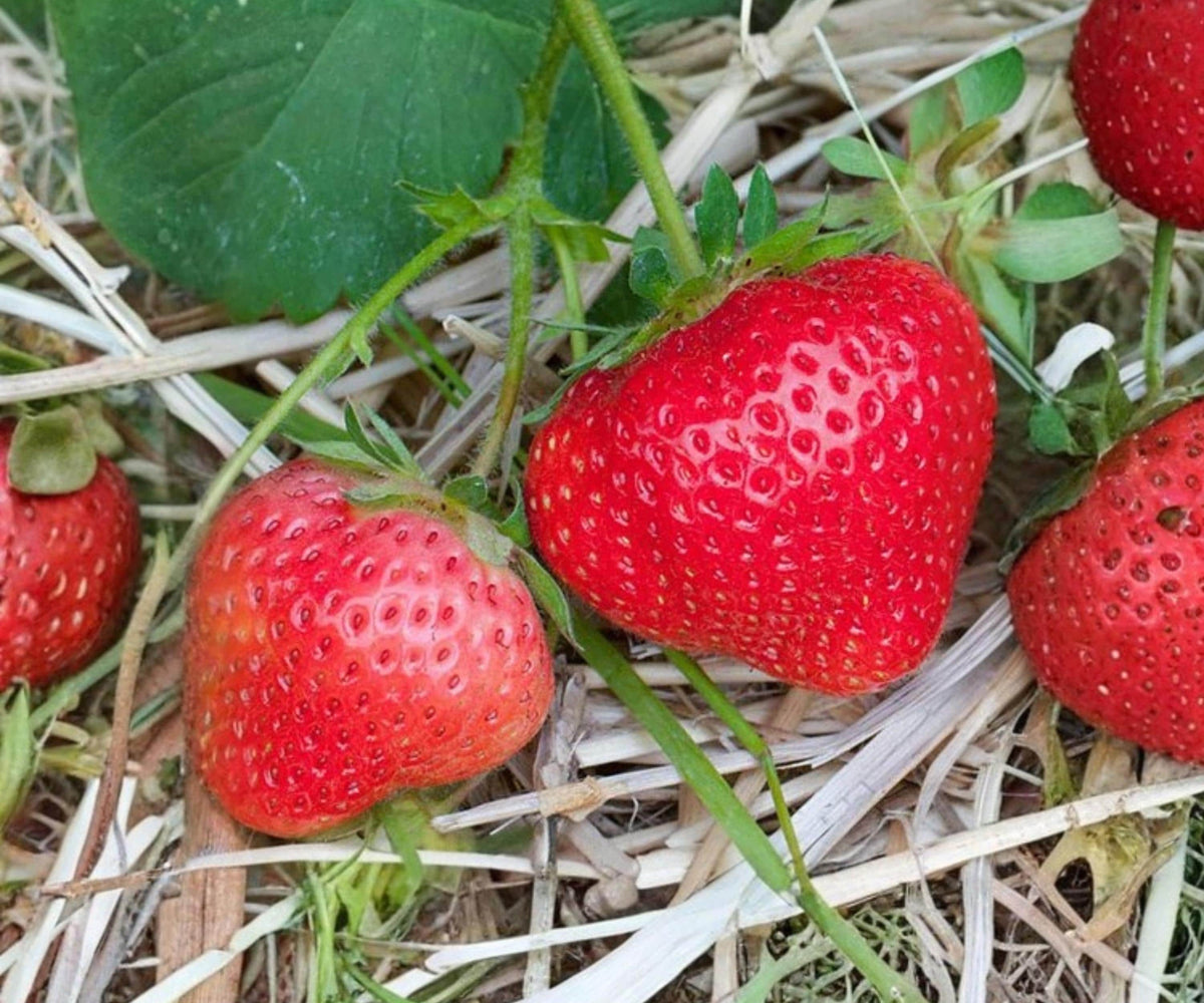 AC Wendy Strawberry Bare Root Plants – June Bearing Fragaria x ananassa for Outdoor Garden, Edible Perennial