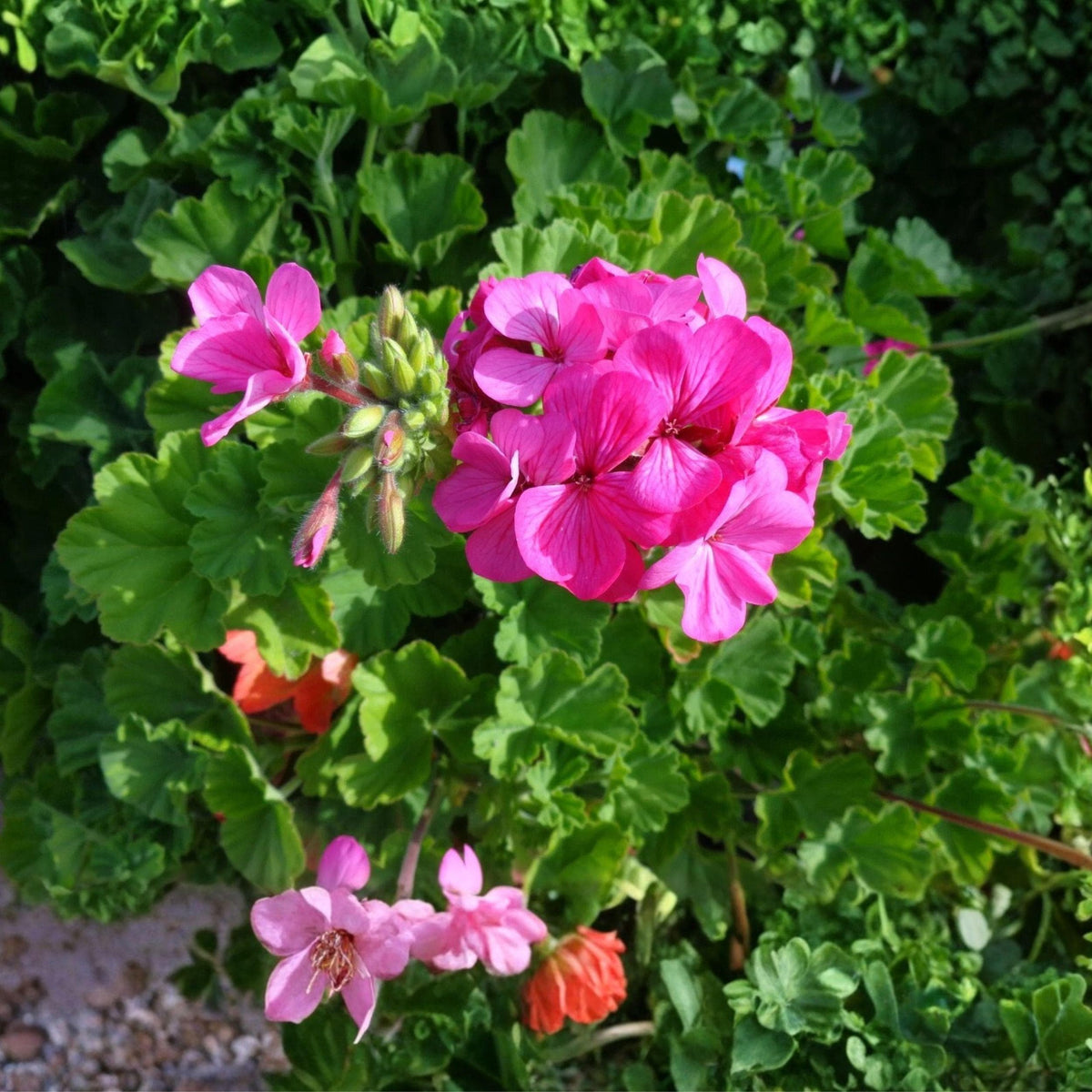 Pelargonium Pink Geranium Cuttings – 30 Unrooted 6-Inch Live Propagation Plants for Containers, Borders, and Gardens