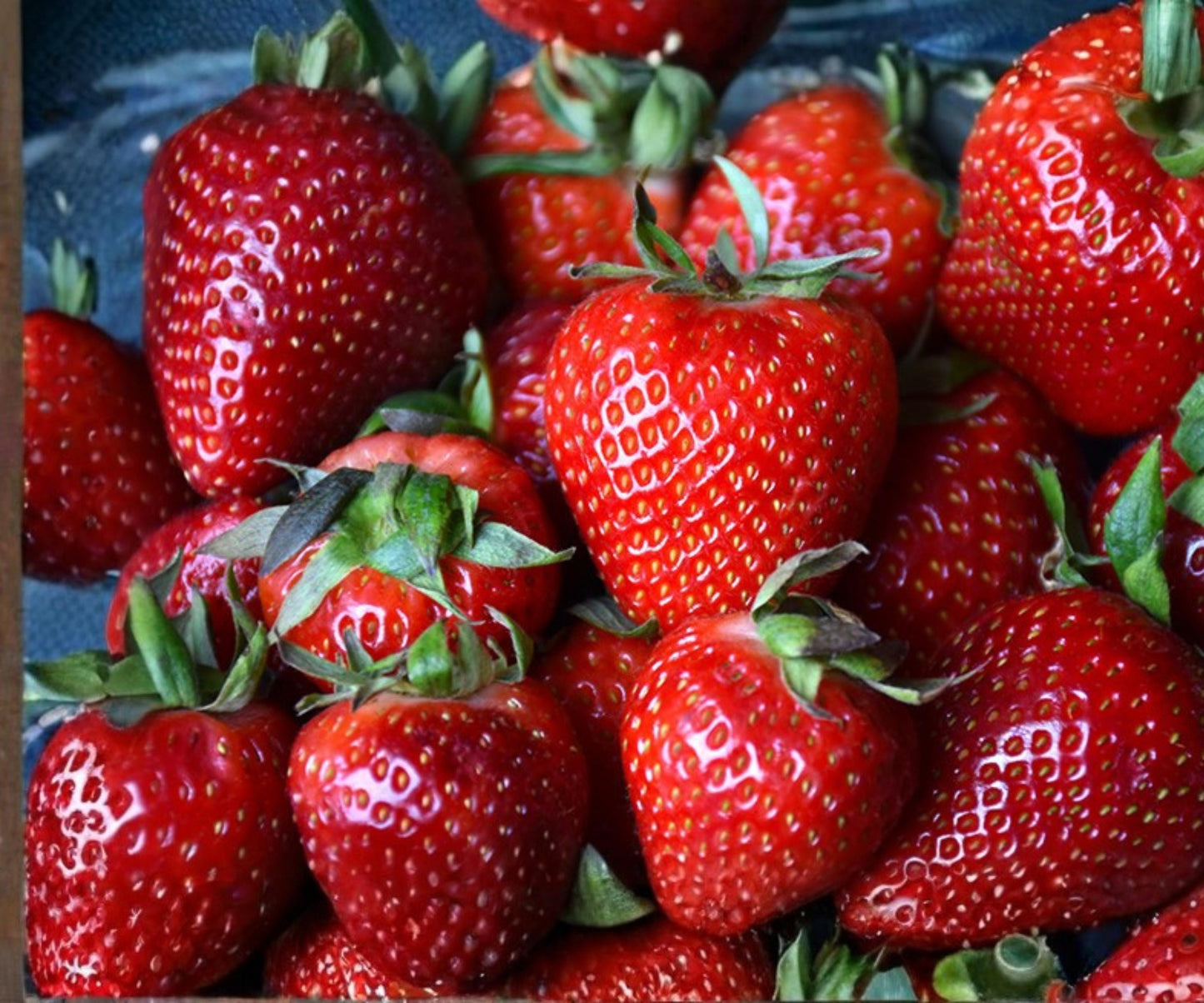 Albion Strawberry Bare Root Plants – Day-Neutral, Large Sweet Berries, Fast Growing, Edible Perennial, Fragaria × ananassa