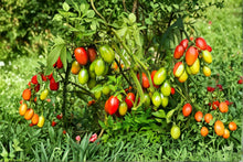 Rio Grande Heirloom Paste Tomato Seeds, Determinate, High Yield, Canning, Non-GMO, Fruit for Sauces & Preserving