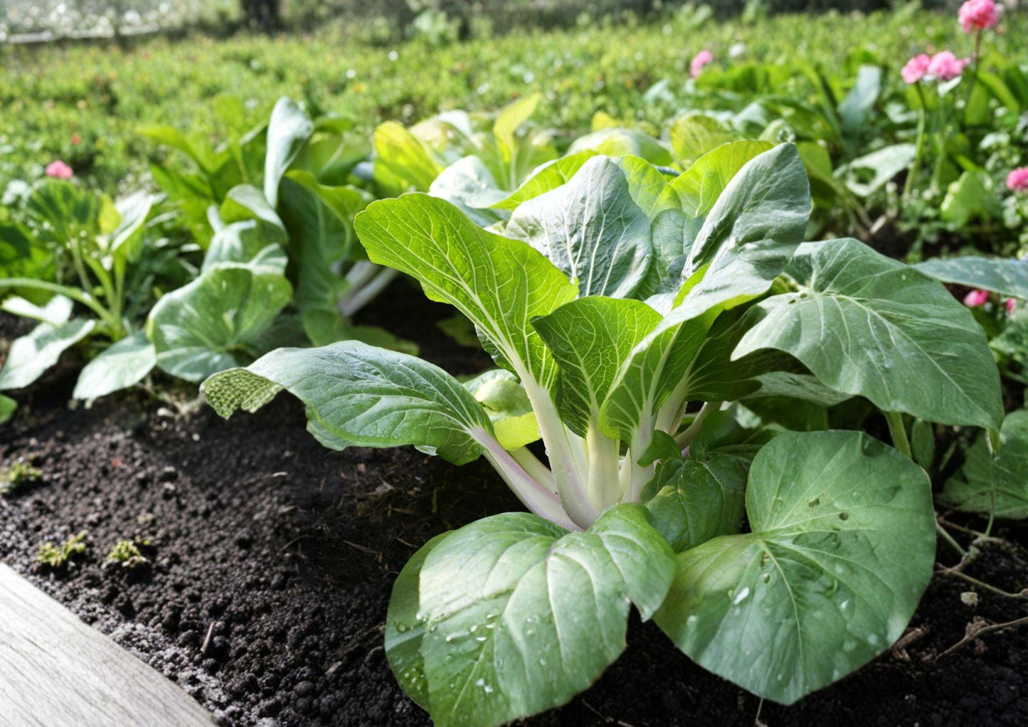 Extra Dwarf White Stem Pak Choi Seeds, Heirloom Chinese Cabbage, Compact Bok Choy Green, Brassica rapa